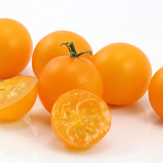 Pinocchio Orange (Orange Pinocchio,  Pinokkio Oranzhevyj)