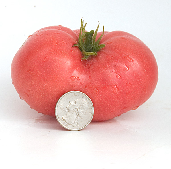 TastyWine Heritage Seed Market