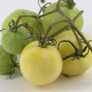 Ghost Cherry