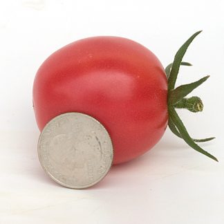 Pachino