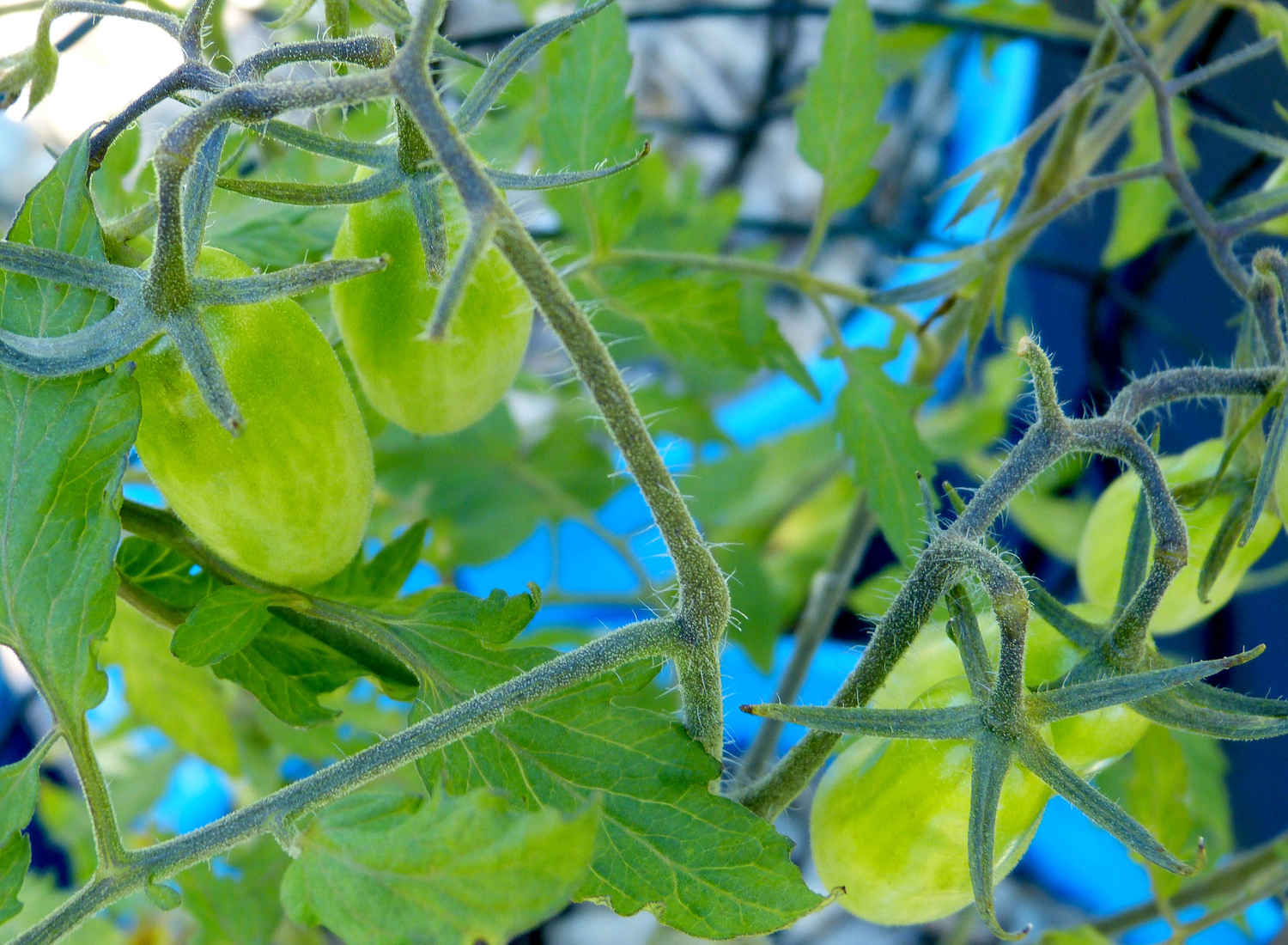 Borghese Vase Roman - Image 3