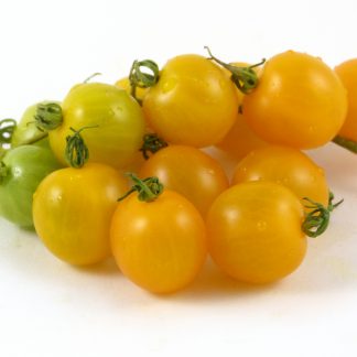 Broad Ripple (Broad Ripple Yellow Currant)