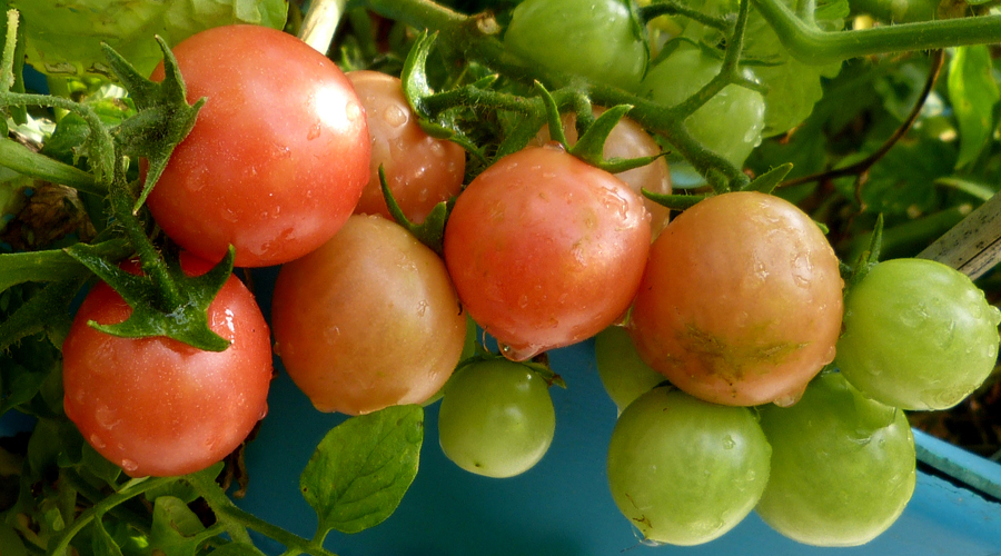 Gartenperle (Sadovaya Zhemchuzhina; Garden Pearl) - Image 2