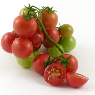 Gartenperle (Sadovaya Zhemchuzhina; Garden Pearl)