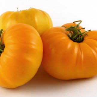 Mennonite Orange