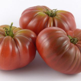Purple Reign (Dwarf Purple Reign)