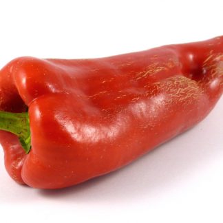 Elephant's Ear (Slonovo Uvo)