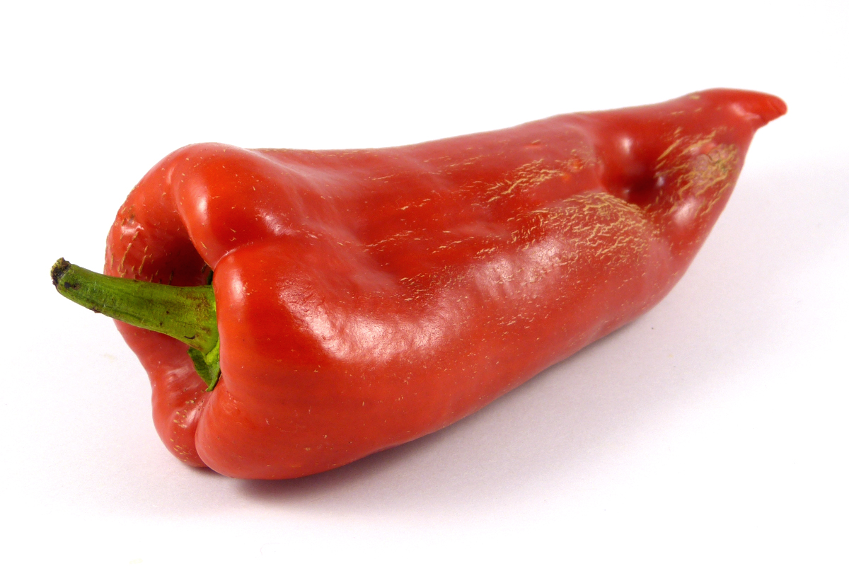 Elephant's Ear (Slonovo Uvo)