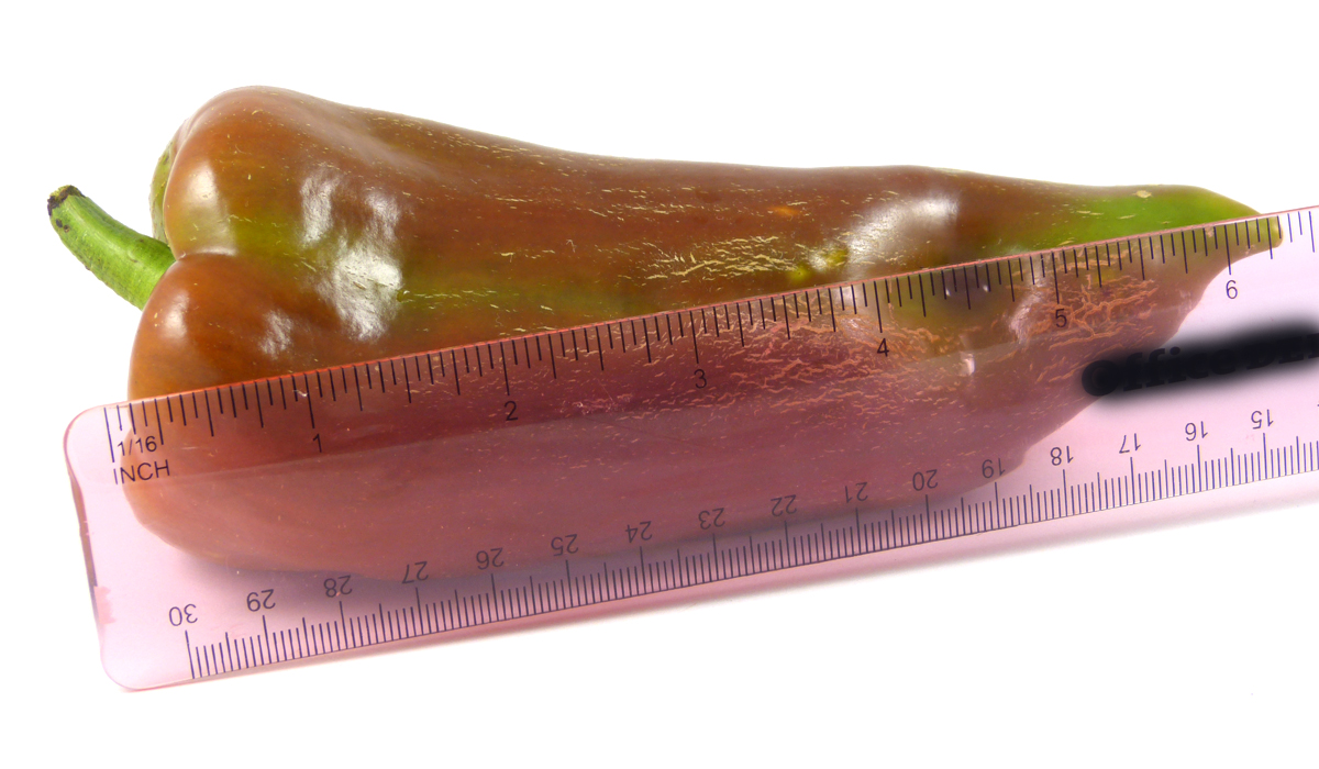 Elephant's Ear (Slonovo Uvo) - Image 3