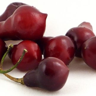 Cabaca Roxa