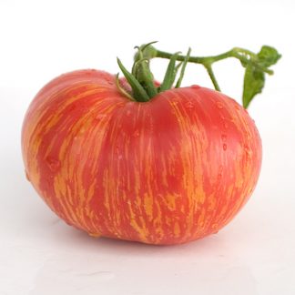 Dwarf Beauty King