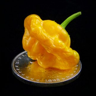 Jamaican Yellow Mushroom