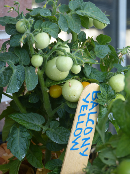 Yellow Balcony - Image 3