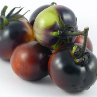 Clackamas Blueberry