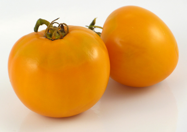 Coastal Pride Orange - Image 2