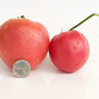 Dwarf Scarlet Heart