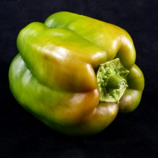 Keystone Resistant Giant