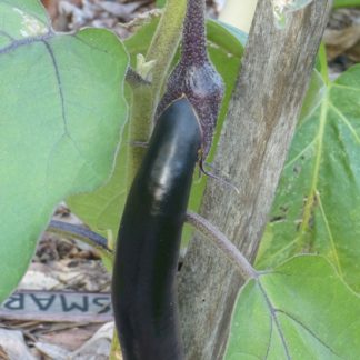 Waimanalo Long