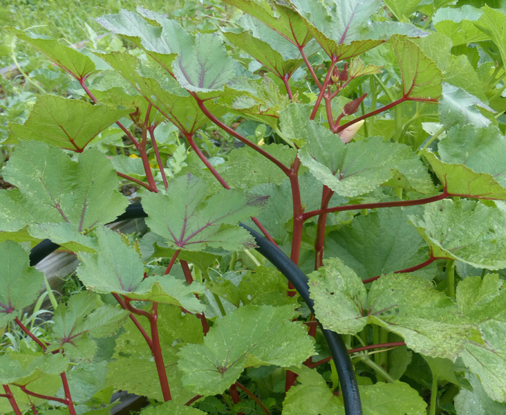 Burgundy (for US orders ONLY) - Image 2