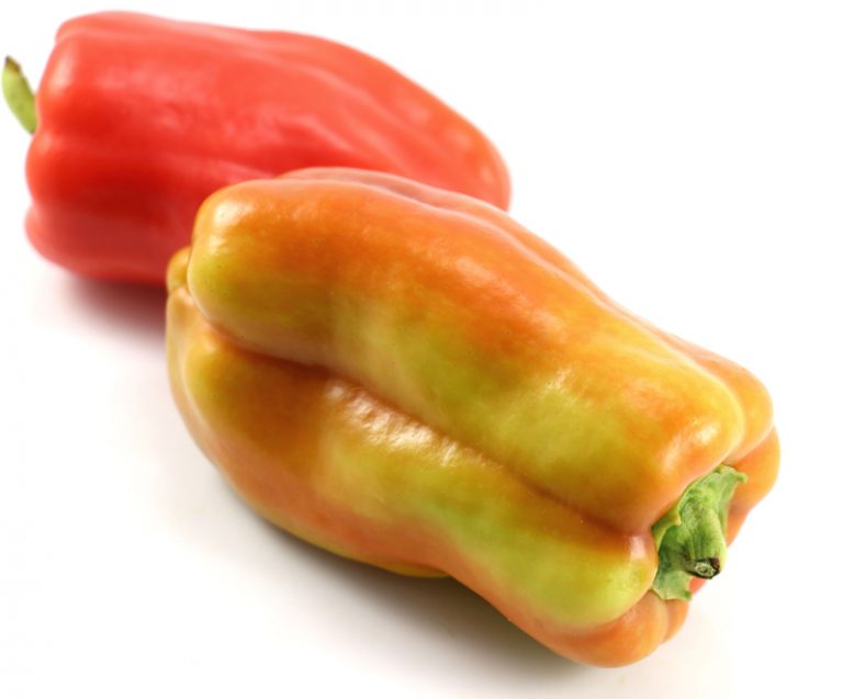 Goccia d’Oro (Drop of Gold) – Heritage Seed Market