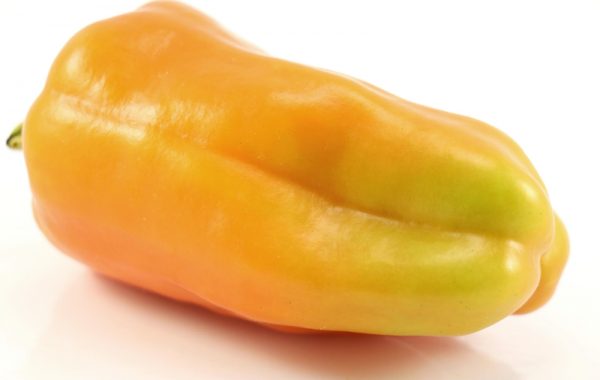 Goccia d’Oro (Drop of Gold) – Heritage Seed Market