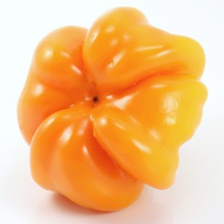 Papaccella Napoletana Giallo
