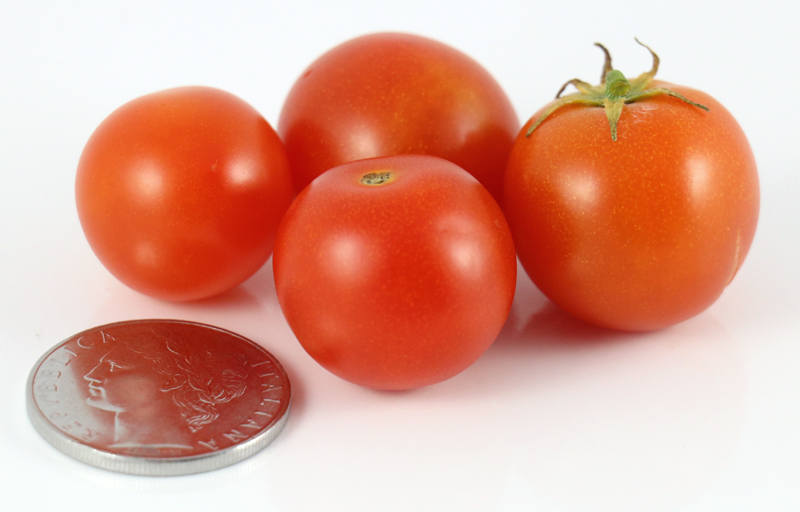 Pigmy (Pygmy) - Image 2