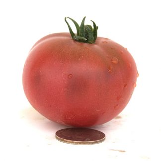 Dwarf Mary's Cherry