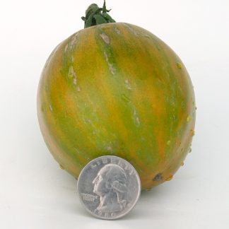 Dwarf Saucy Mary