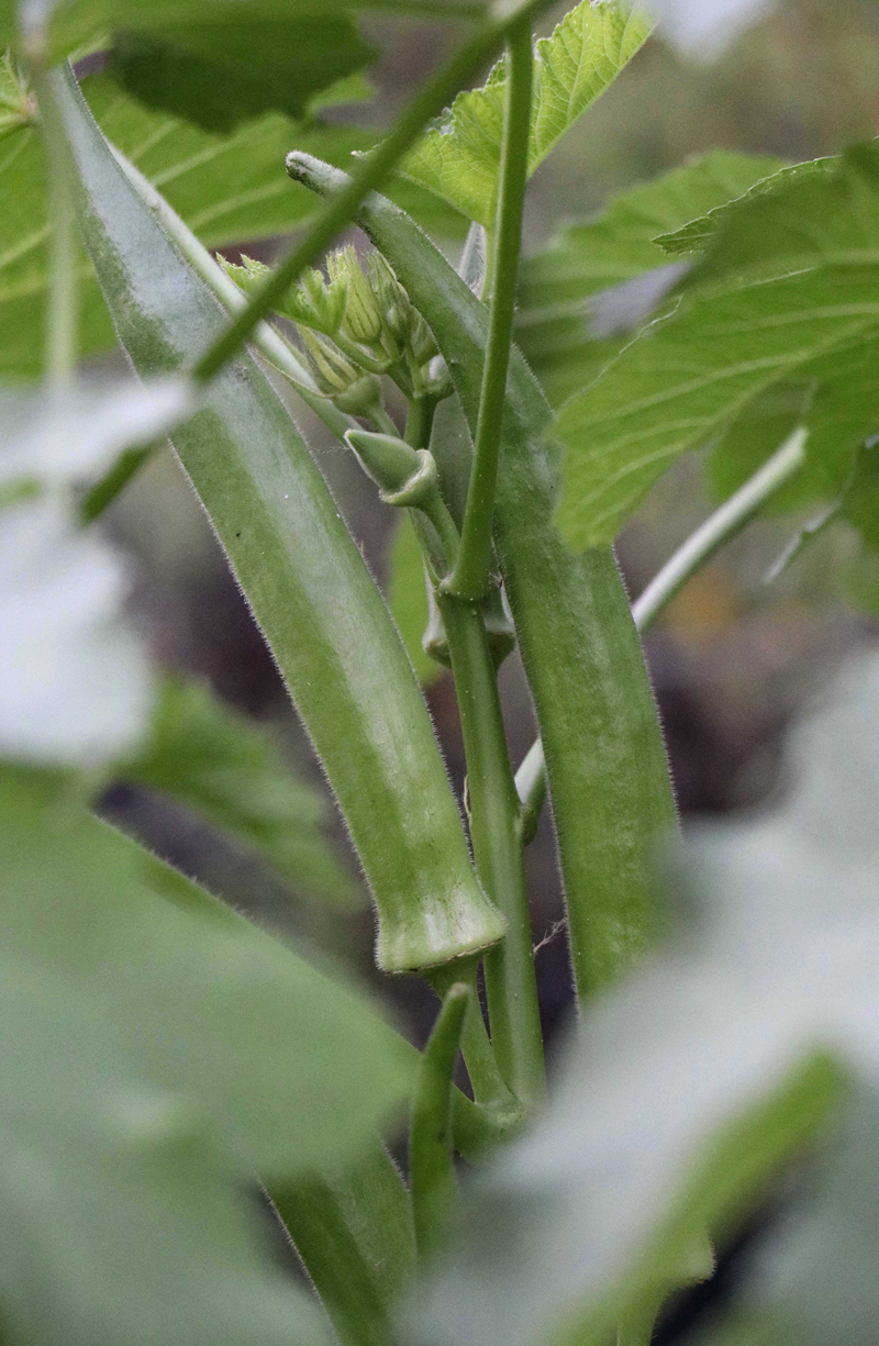 Choppee (for US orders ONLY)