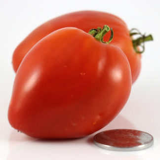 Dwarf Red Heart