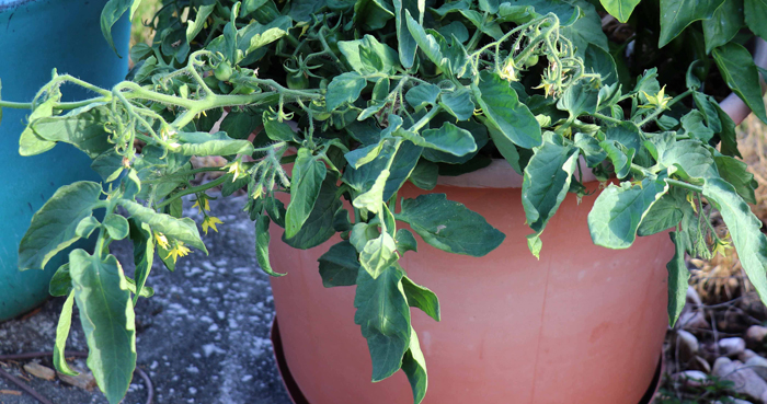 Lil' Peeps - Image 2