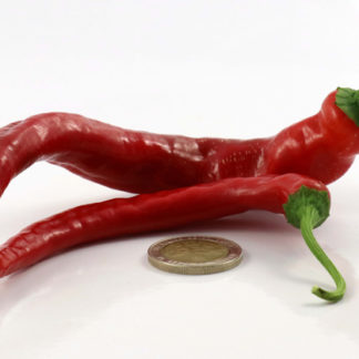 NuMex Nematador