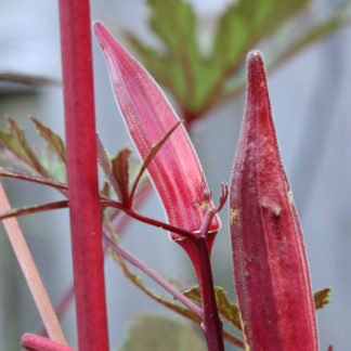 Aunt Hettie's Red (for US orders ONLY)