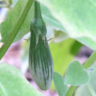 Thai Green Frog Fingers