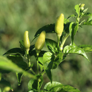 Hawaiian Chili