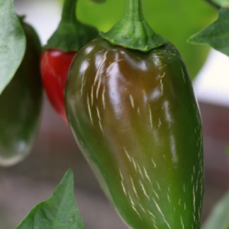 Lytle's Jalapeno