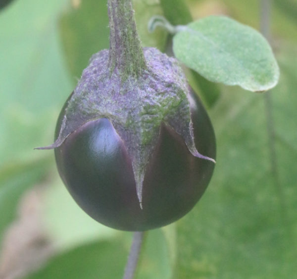 Asian Round Purple Heritage Seed Market