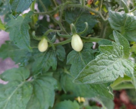 Bunny Kisses - Image 3