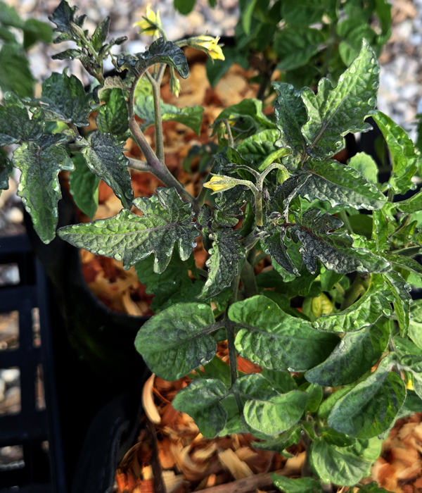 Superbunny - Image 2