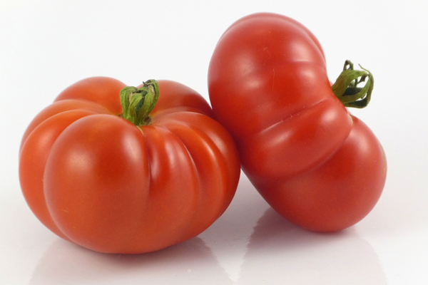 Gajilete de Puerto Rico