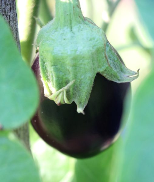 Puerto Rican Beauty Heritage Seed Market
