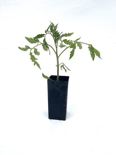 TexKan Sweetheart wispy seedling