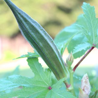 Granddaddy's Ribbed Okra (US Orders Only)