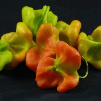 Ubatuba Cambuci Spice Pepper