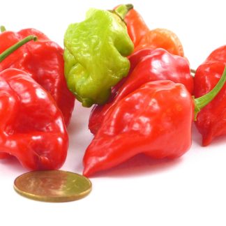 West Indies Red Habanero