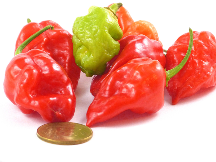 West Indies Red Habanero